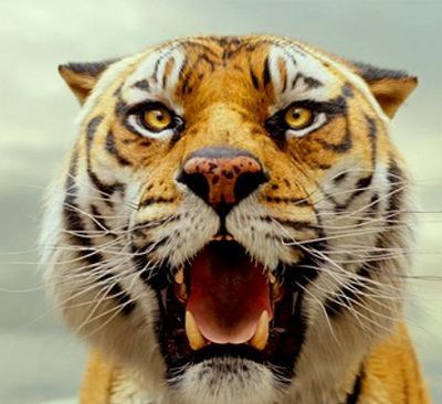 Life of Pi, cel mai bun film 3D al anului: Ang Lee dezvaluie secretele tigrului Richard Parker, personajul de care s-a indragostit toata lumea in filmul cu 11 nominalizari la Oscar