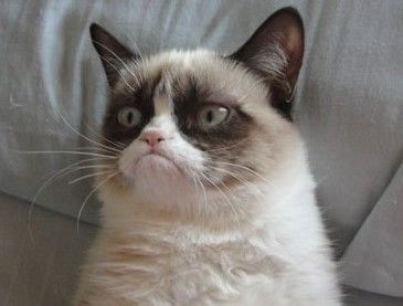 Grumpy Cat: Hollywood-ul pregateste un film cu cea mai populara pisica de pe Internet