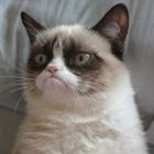 Grumpy Cat: Hollywood-ul pregateste un film cu cea mai populara pisica de pe Internet