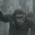 Prima imagine din Dawn of The Planet of The Apes, cum arata Caesar in continuarea filmului de succes din 2011