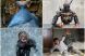 Filmele lunii martie la cinema: Chappie, cu Hugh Jackman, Insurgent si Cinderella se lanseaza in Romania. Care sunt filmele pe care nu trebuie sa le ratezi