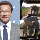 Momentul in care Arnold Schwarzenegger a intalnit un elefant, intr-un safari in Africa de Sud. Ce a postat actorul pe Instagram