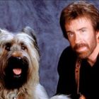 Chuck Norris are cel mai simpatic partener în Top Dog