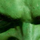 Eric Bana se transformă în uriașul Hulk, eroul universului fantastic Marvel, adus pe ecrane de Ang Lee