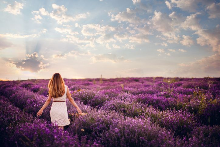 Pro Tv Productie Uriasa De Lavanda In Romania Cultivatorii Isi Recupereaza Investitia In Aurul Mov Inca Din Primul An