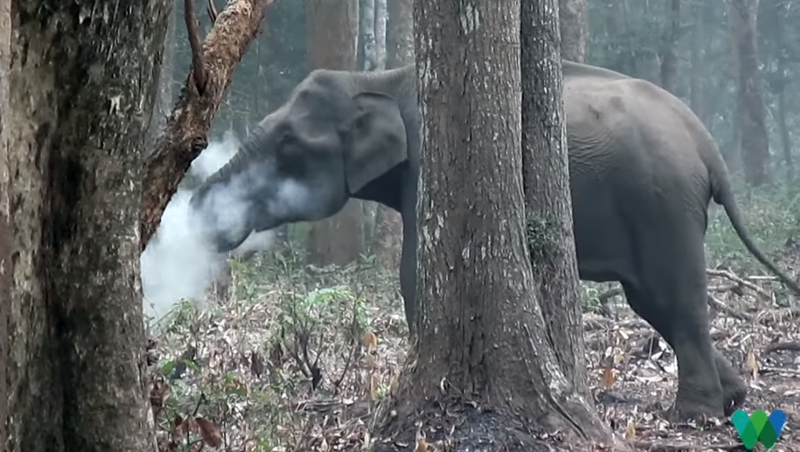 Pro Tv S A Descoperit Misterul Elefantului Care Fumeaza In