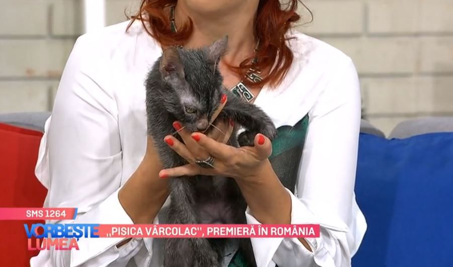PRO TV - Pisica Vârcolac , premieră în România. Cele mai frumoase
