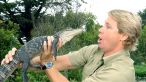PROTV.RO 17 steve irwin omagiat de copiii sai au trecut 15 ani de la moartea vanatorului de crocodili 8 size2