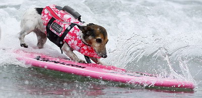 Si cainii fac surfing! VEZI Foto: