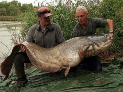 Foto Incredibil Cei Mai Mari 20 De Pesti Din Istorie Prinsi De Un Singur Om Un Monstru De 220 Kilograme A Innebunit Lumea Sport Ro