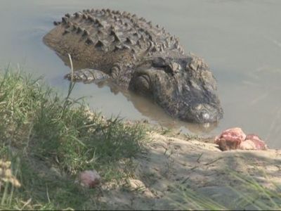 Imagini Criminale Un Texan A Prins Un Crocodil De 320 Kg In 5 Minute Cu Mainile Goale Era Sa Ma Traga In Apa Video Sport Ro