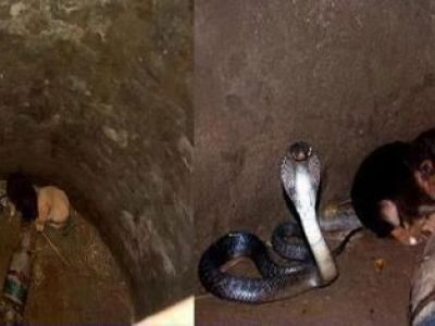 Imagini De Coșmar O Cobră Regală Incearcă Să Ucidă Un Piton Cum