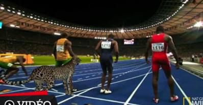 <span style="color:#f00;">VIDEO FABULOS</span>! Un ghepard a alergat in cursa cu FULGERUL Bolt! <span style="color:#f00;">Vezi cine a castigat</span>