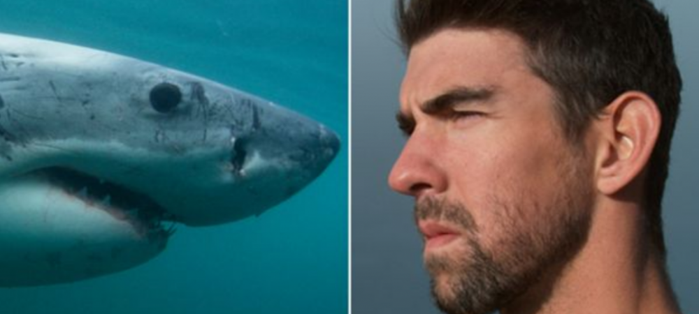 VIDEO <span style="color:#f00;">A facut-o! Michael Phelps s-a intrecut cu un RECHIN!</span> Cine a castigat