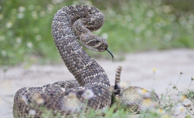 Moment Socant Dupa Ce Un Barbat A Decapitat Un Sarpe Cu Clopotei