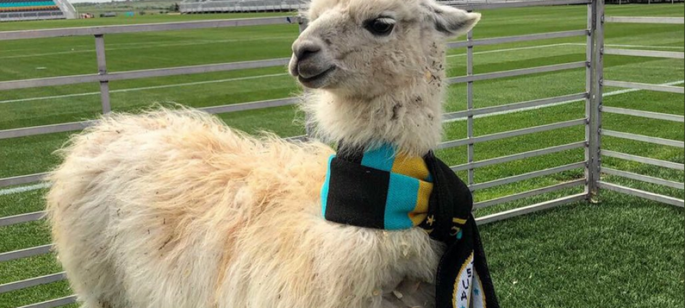 <span style="color:#f00;">Ole, ole, behehe! Un club din America cheama animalele la stadion:</span> intrarea libera pentru fermieri!