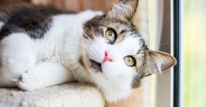 Incredibil! Chinezii au ajuns sa vanda pisici clonate. Cat costa