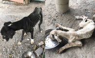 Ordinul dat de Regele Thailandei, dupa ce a vazut 10 caini uriasi numai piele si os!
