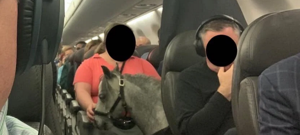 Ce s-a intamplat cu femeia care a adus un ponei in avion cu ea ...