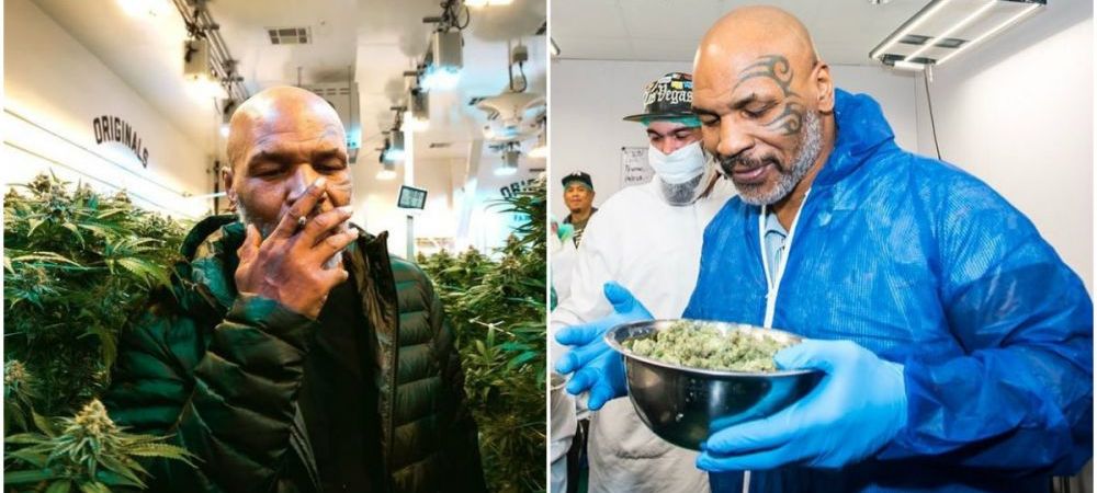 <span style="color:#f00;">Noua viata a lui Mike Tyson!</span> La 53 de ani si dupa un faliment personal, Iron Mike a ajuns fermier. Cultiva Marijuana intr-un paradis din Caraibe :)