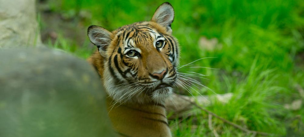 <span style="color:#f00;">Alerta la New York! Un tigru de la gradina zoologica are coronavirus! </span>De unde a luat boala si cum se simte felina
