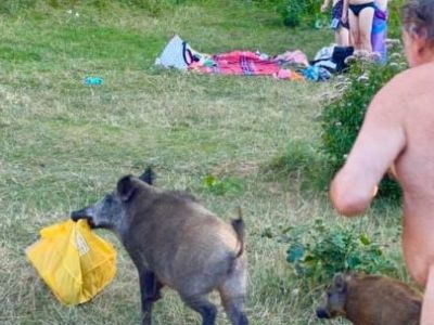 Sport Extrem In Germania Jefuit De Un Porc Mistret Un Nudist A Alergat Dezbracat Sa Si Recupereze Averea Ce Era In Geanta Galbena Sport Ro