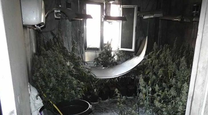 <span style="color:#f00;">Un traficant de MARIJUANA si-a dat FOC singur la avere. </span>Locul INCREDIBIL in care isi tinea plantatiile! <span style="color:#f00;">Cum au fost descoperite</span>