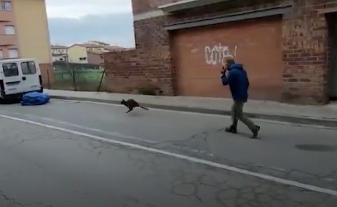 <span style="color:#f00;">S-a intors lumea cu fundul in sus? </span>Animalul n-avea ce sa caute acolo! <span style="color:#f00;">Oamenii au crezut ca nu vad bine</span>